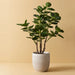 Peperomoides Plant Green 94cmh