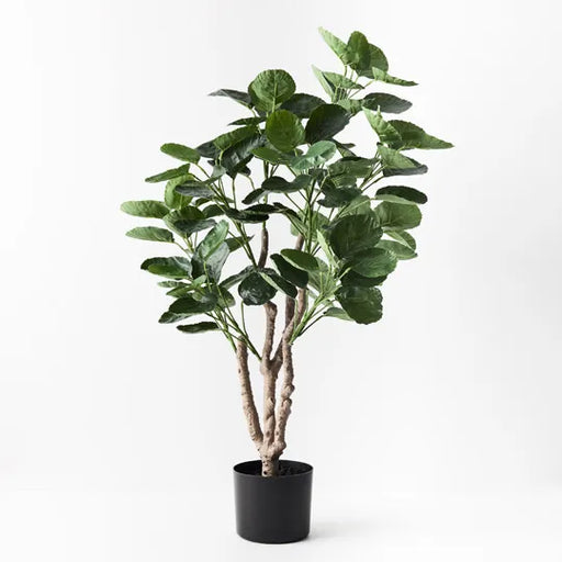 Peperomoides Plant Green 94cmh