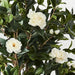 Camellia Flowering Tree Green White 150cmh