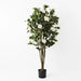 Camellia Flowering Tree Green White 150cmh