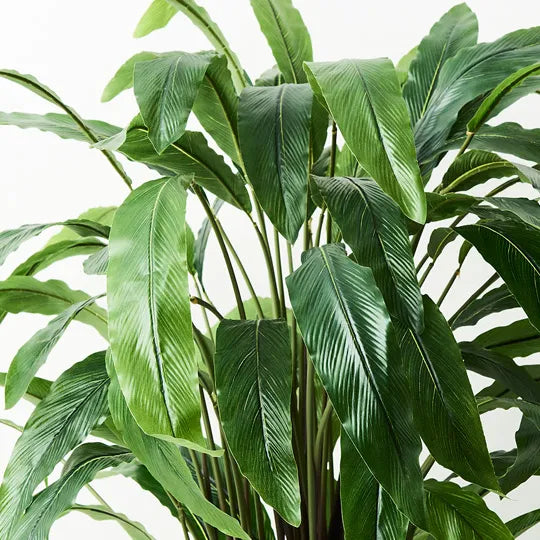 Calathea Plant Green 90cmh