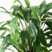 Calathea Plant Green 90cmh