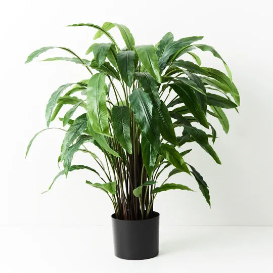 Calathea Plant Green 90cmh