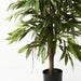 Longifolia Tree Green 120cmh