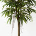 Longifolia Tree Green 180cmh