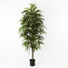 Longifolia Tree Green 180cmh