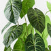 Anthurium Clarinervium Plant Green 73cmh