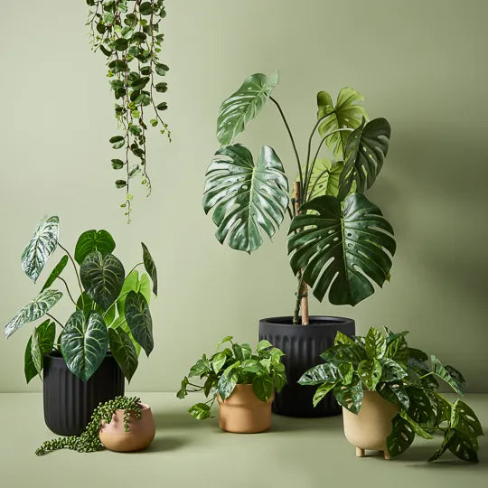 Anthurium Clarinervium Plant Green 73cmh