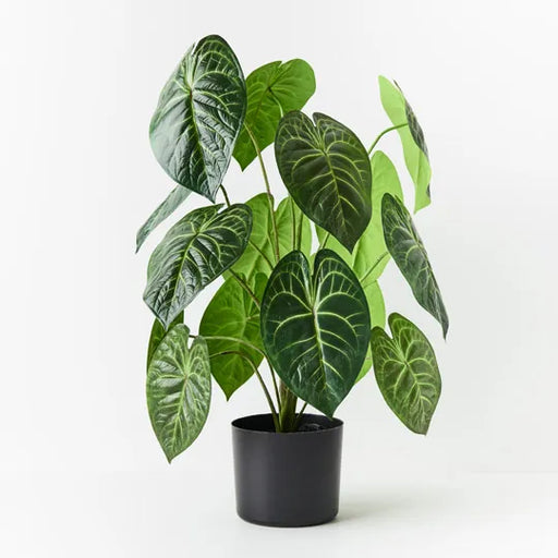 Anthurium Clarinervium Plant Green 73cmh