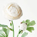 Ranunculus Spray Winter White 50cml