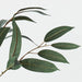 Eucalyptus Long Leaf Spray Grey Green 78cml