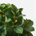 Hydrangea Leaf Plant Green 60cmh