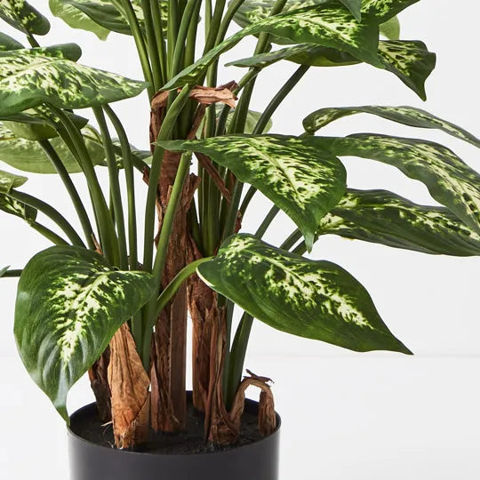 Dieffenbachia Plant Green Yellow 60cmh