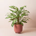 Dieffenbachia Plant Green Yellow 60cmh