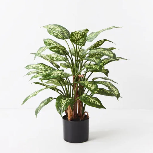 Dieffenbachia Plant Green Yellow 60cmh