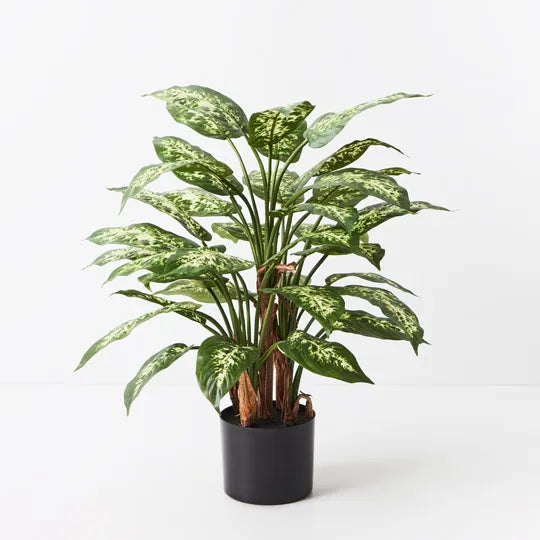 Dieffenbachia Plant Green Yellow 60cmh