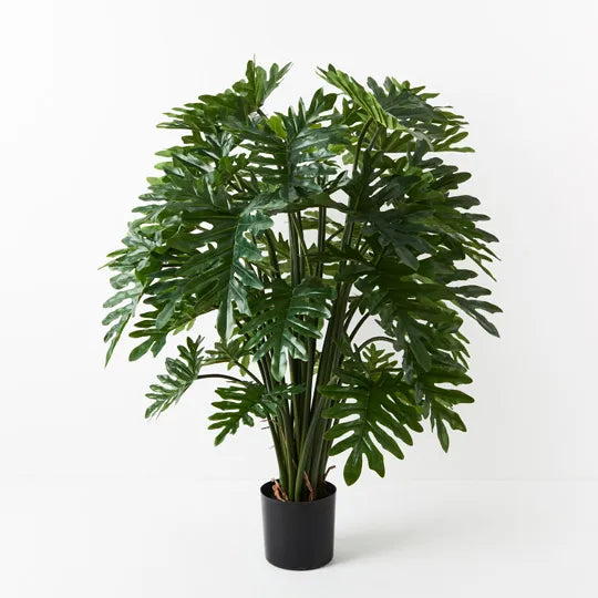 Philodendron Selloum Plant Green 120cmh