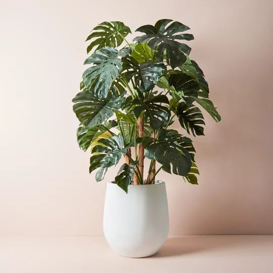 Monstera Plant Green 165cmh