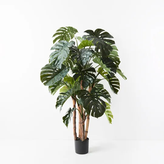 Monstera Plant Green 165cmh