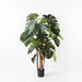 Monstera Plant Green 165cmh