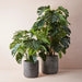 Monstera Plant Green 180cmh