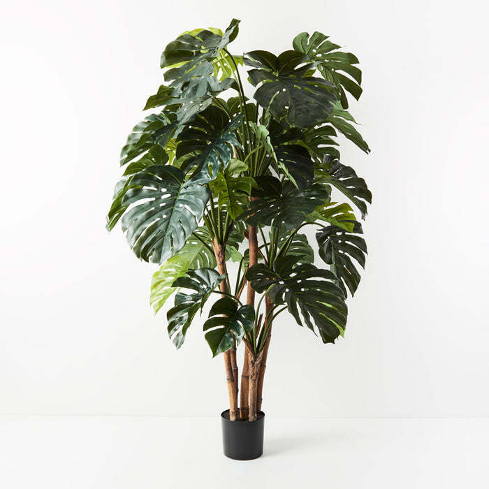 Monstera Plant Green 180cmh