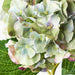 Hydrangea Green Burgundy 52cml