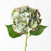 Hydrangea Green Burgundy 52cml