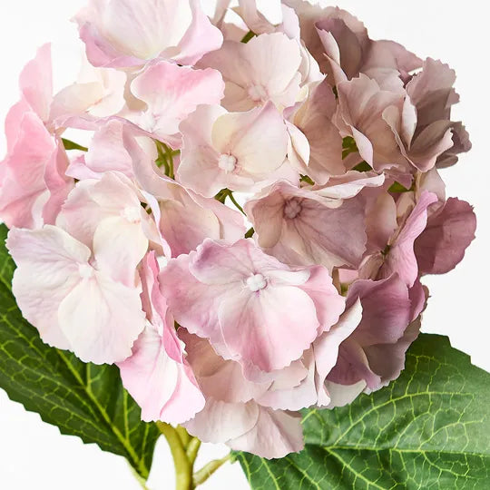 Hydrangea Light Pink 52cml