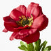 Anemone Dark Red 52cml