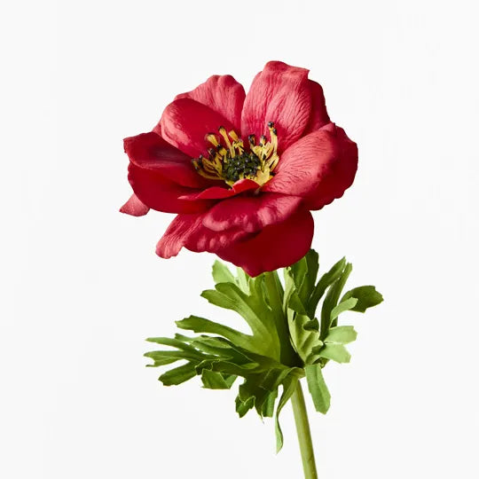 Anemone Dark Red 52cml