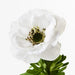 Anemone Winter White 52cml