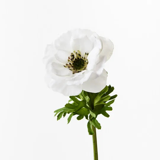 Anemone Winter White 52cml