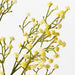 Babys Breath Spray Yellow 66cml