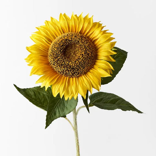 Sunflower Yellow 82cml