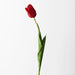 Tulip Red 69cml