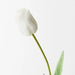 Tulip White 69cml