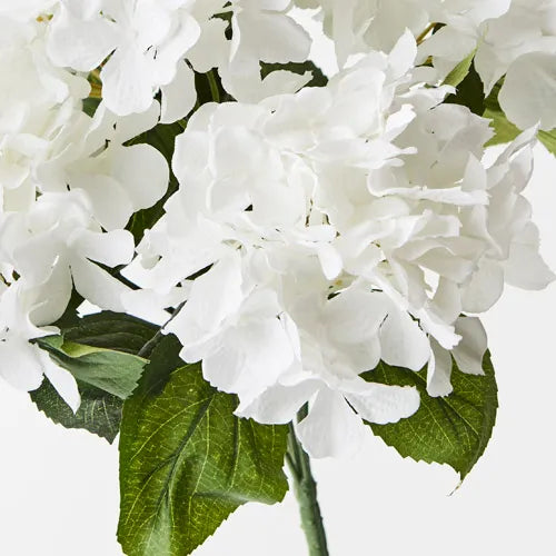 Hydrangea Bush White 46cml