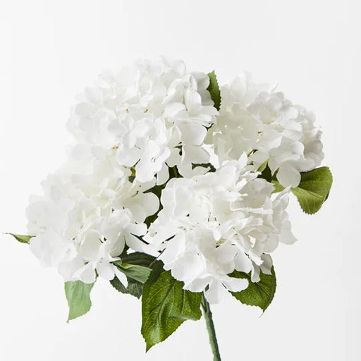 Hydrangea Bush White 46cml