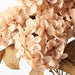 Hydrangea Bush Champagne 41cml