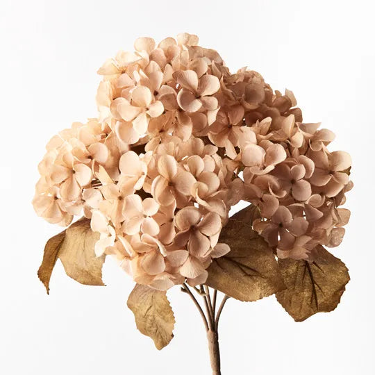 Hydrangea Bush Champagne 41cml