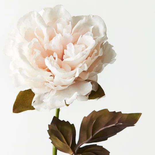 Peony Ivory 61cml