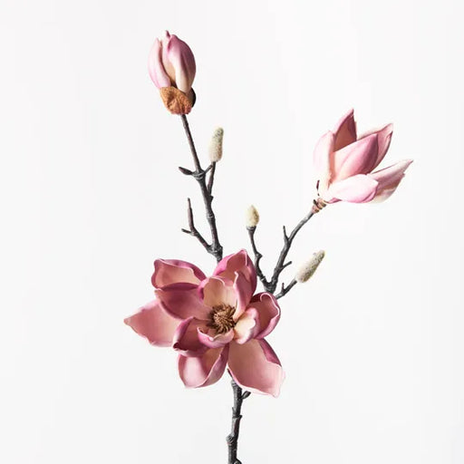 Magnolia Japanese Spray Plum 79cml