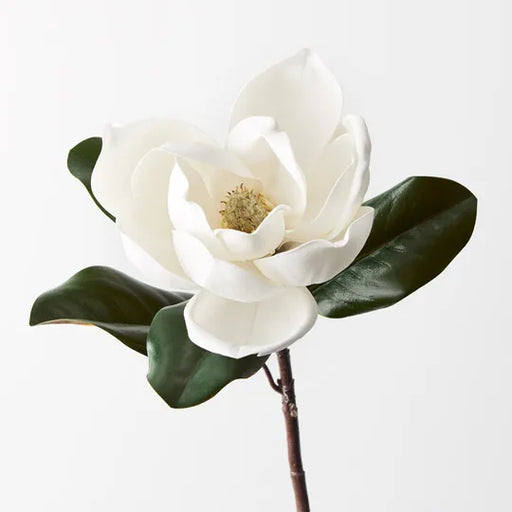 Magnolia White 73cml