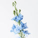 Delphinium Light Blue 90cml