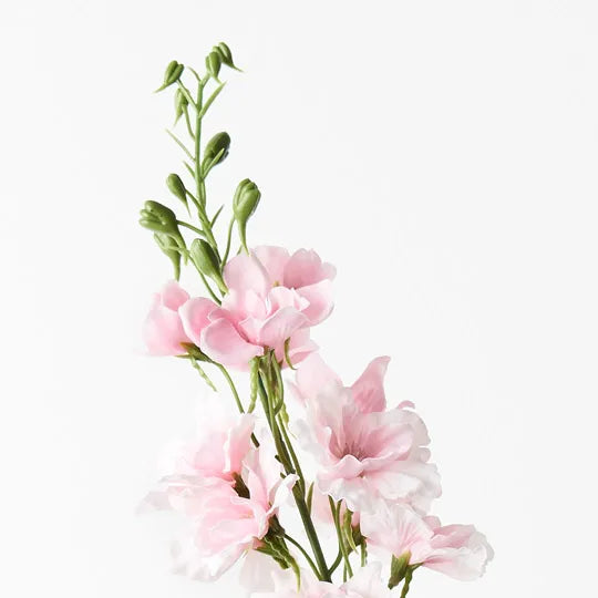 Delphinium Light Pink 90cml