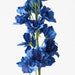 Delphinium Royal Blue 90cml