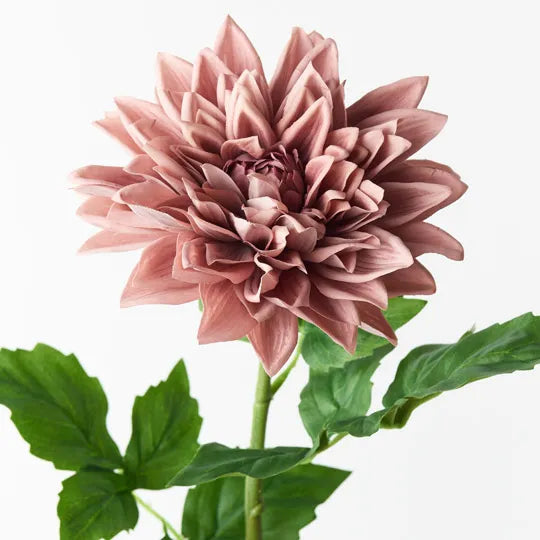 Dahlia Dusty Pink 71cml