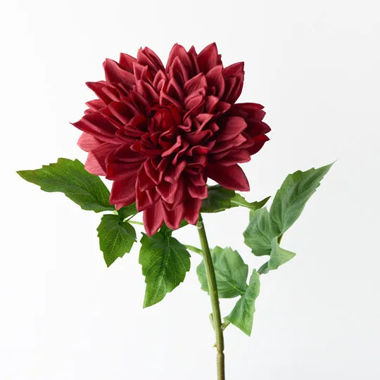 Dahlia Dark Red 71cml