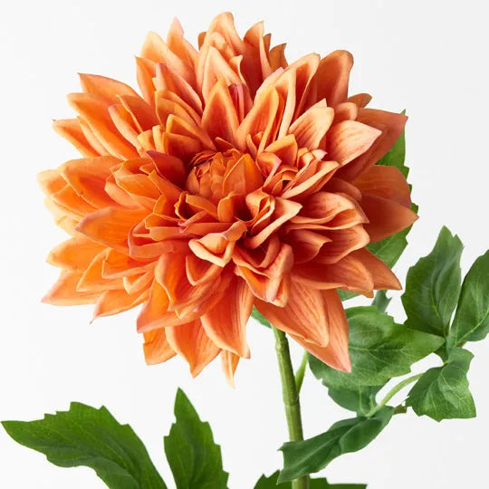 Dahlia Orange 71cml